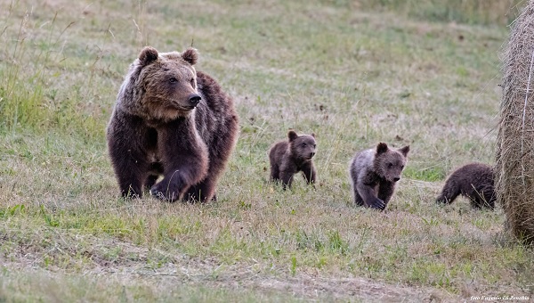 Orso Marsicano WWF Abbiamo Meno Di 30 Anni Per Salvarlo Alternativa